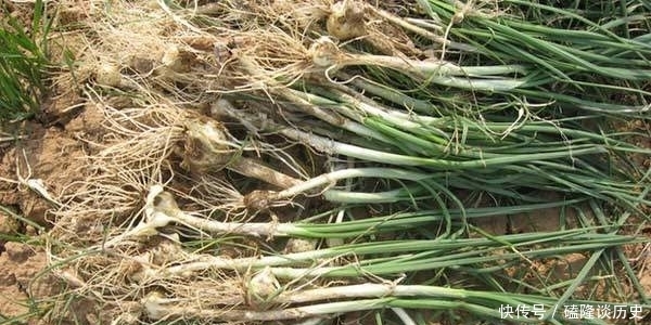 农村野生一物,虽常见很多人却不懂,李时珍:温补,助阳道