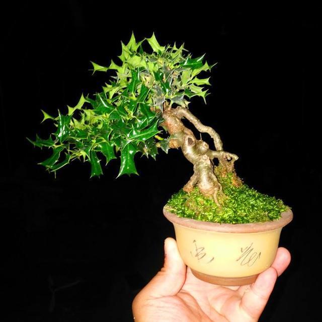 家养一盆枸骨盆景，叶片青翠风景好，从年头赏到年尾！