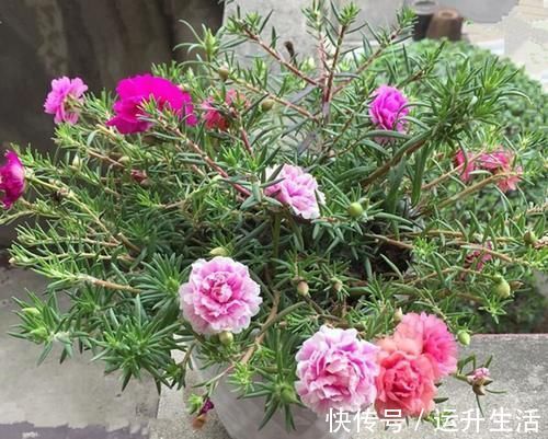 花色|八种以牡丹命名的花卉，开花鲜艳漂亮，颜值高，值得养