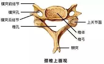 颈肩痛 手麻 走路踩棉花感 这些症状分别对应6种颈椎病 全网搜