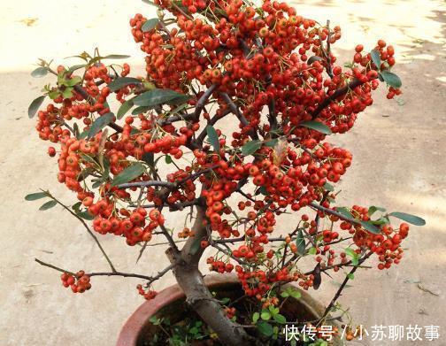 “耐干旱”的3种花，即使40天不浇水，一样“爆盆”，生长快！