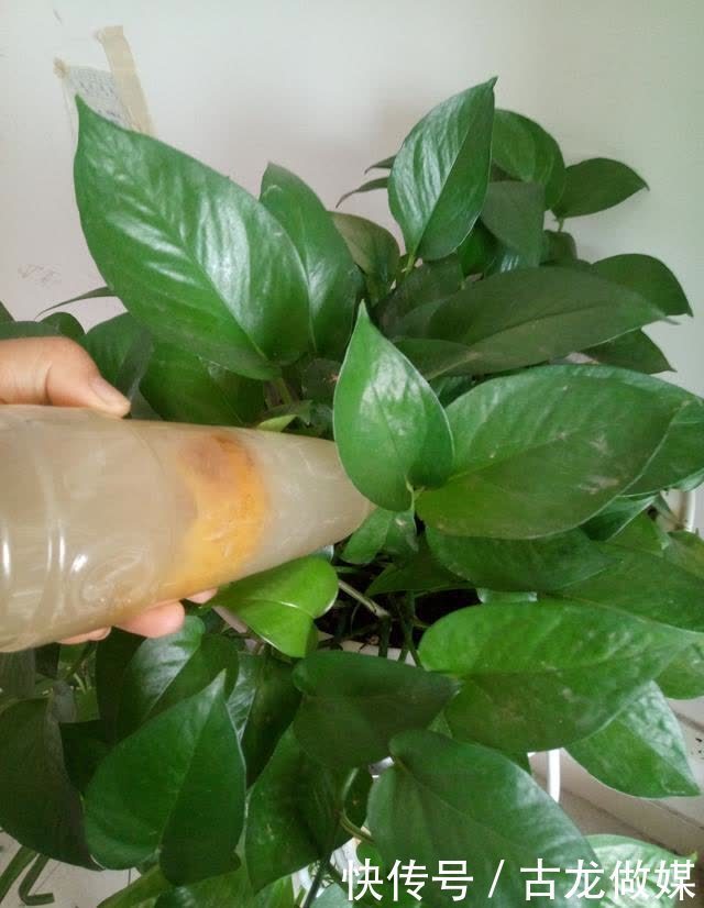 根系|养花要谨记,5种情况下,不能乱施肥,浇一盆枯萎一盆