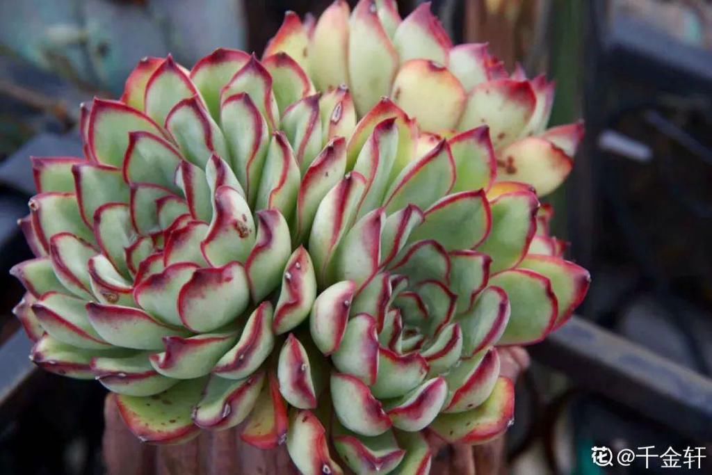 多肉这个小妖精，养好了太精致，种在花盆里都能勾引人