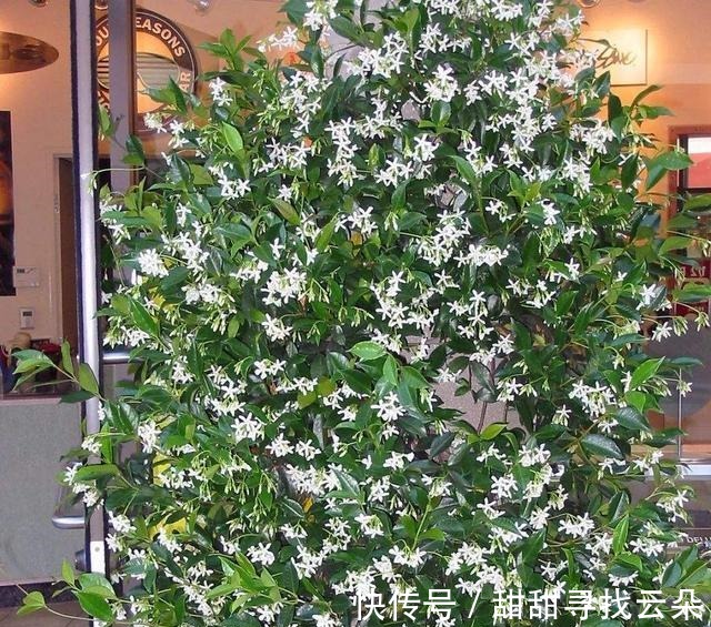 三角梅|6种“爬藤花”,美上天际,种上一株,就能赏几十年!