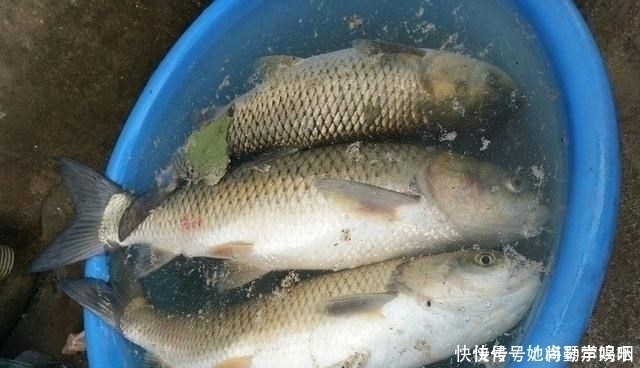鲫鱼|这3种东西渔具店不肯卖,专攻鲫鱼鲤鱼和草鱼,爱钓鱼的你别错过