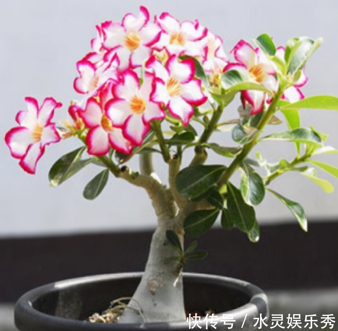 去朋友家玩,发现她家阳台有一种花卉,太漂亮了,拍给大家看看