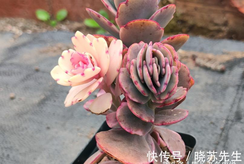 伽蓝菜|多肉蝴蝶之舞,微风拂过时,其叶片就像翩翩起舞的彩蝶,迷煞人也