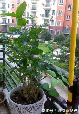 阶段|茉莉花“虚弱”的3个阶段!不能晒!越晒越傻