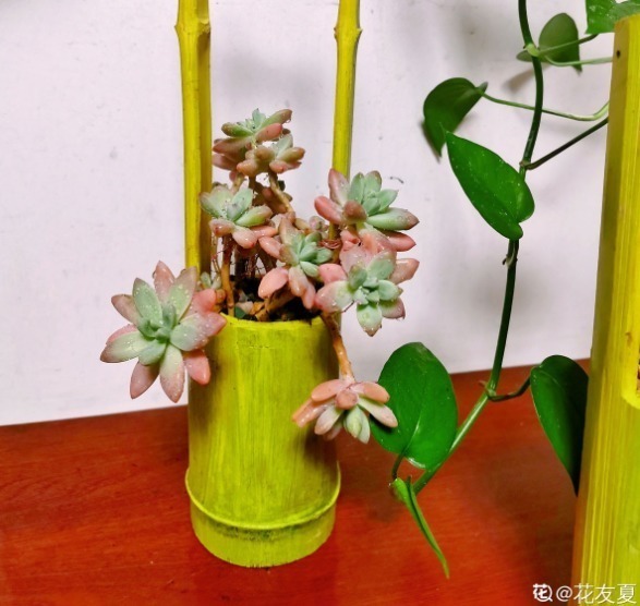 diy|别人不要的烂木桩,我捡回家种多肉,价值翻了20倍!