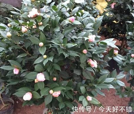 家里的茶花还不开花，学会4个技巧，叶片绿，开花一茬又一茬