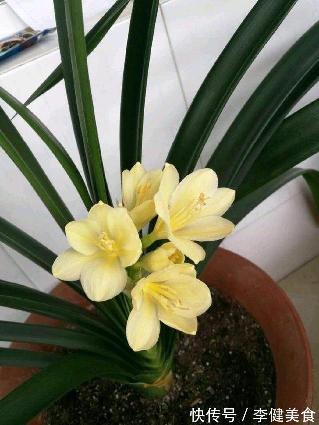 植株|养君子兰浇水“别多手”，少做个动作，不烂叶、不烂根，花苞直冒