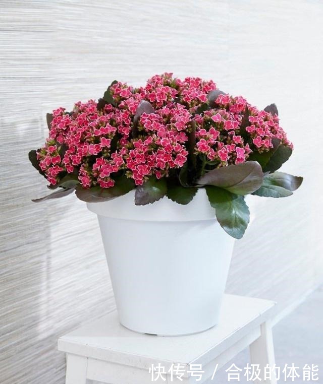 13种最佳的室内盆栽花卉，给一点点光照就可以开花了！