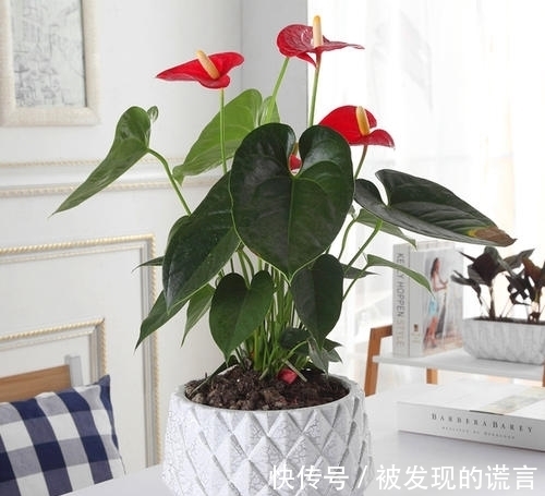 养不黄叶|买回家的红掌这么养不黄叶一直开花