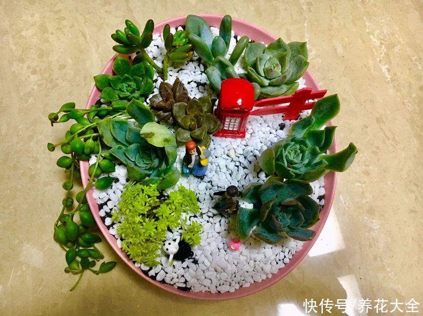 关于多肉拼盘,4个要点不能忘,不然很难养好
