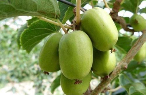 皮肤|睡眠不好,试试它,睡前吃两个,睡得更安稳,口臭没了,皮肤更嫩