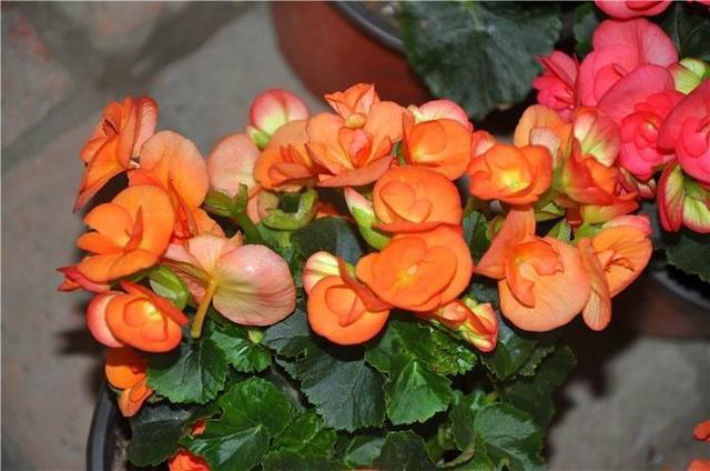 君子兰,四季海棠以下养殖,花苞一波接一波,叶茂花艳花开不断