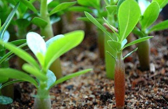 扦插|冬季扦插这4样花卉植物,成活率更高,来年开春就芽满枝