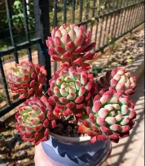 捷径|养多肉老桩没有捷径,踏踏实实才能长出状态,撸叶子只是表面功夫