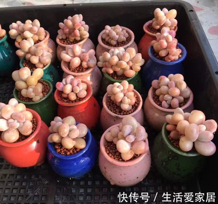 能把拇指多肉养活养好,那你离大神就不远了