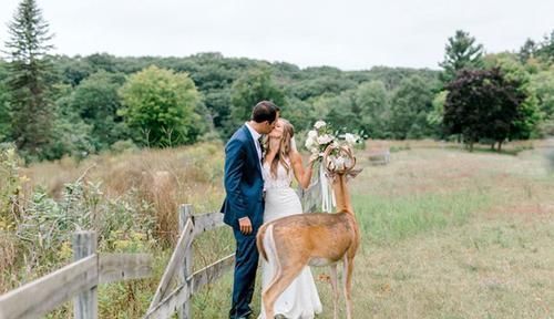 小鹿闯入婚纱照拍摄现场，抢夺新娘手中玫瑰，多么美妙的惊喜！