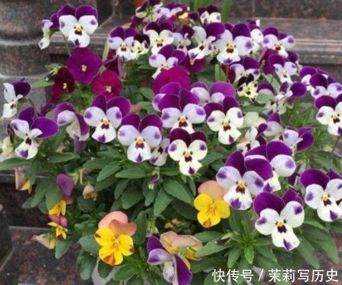 4种花现在养刚刚好，懒人新手都能养好，美不胜收