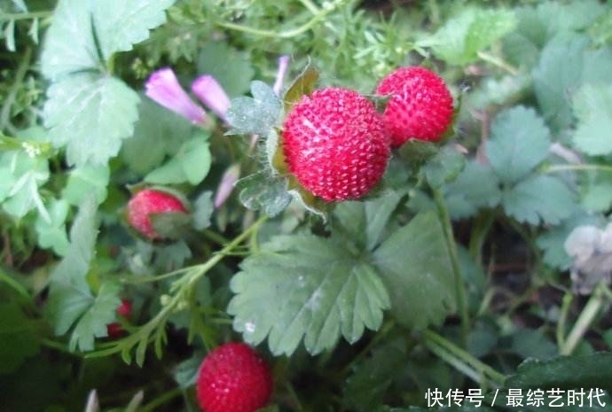 回家|提个醒:见到此野果,一定要拔回家,好处不请自来,作用非常大