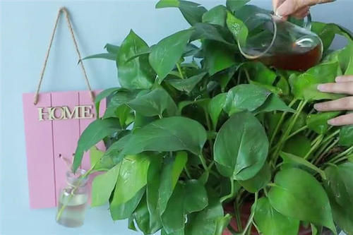 吃亏|快在花盆里撒一把大米,我也是才知道咋回事,别不信,越晚越吃亏