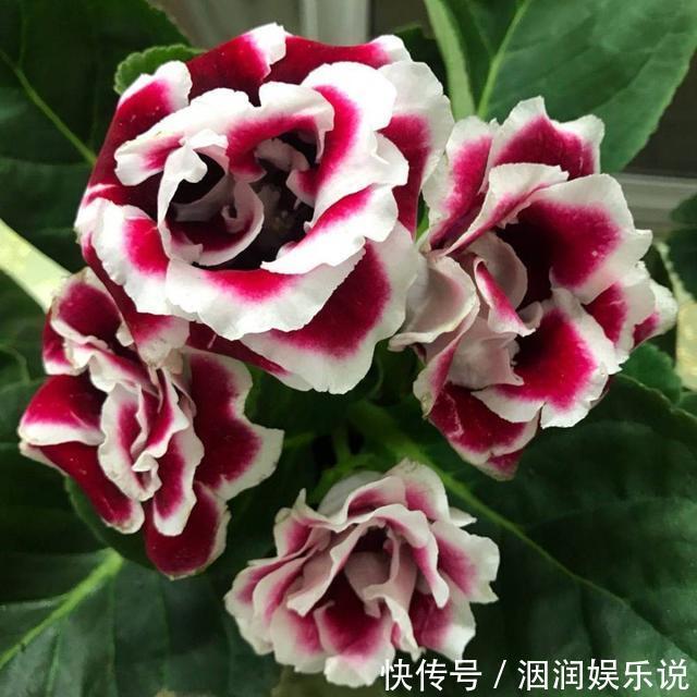 养花期|喜欢在家中养护花卉，就养花期长，花朵大，花色艳丽的花卉，妖娆