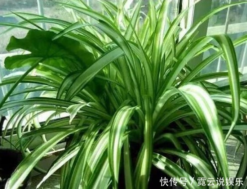 什么鸡蛋、蚯蚓粪都比不上“1酸水”,盆盆爆,养啥花都旺!