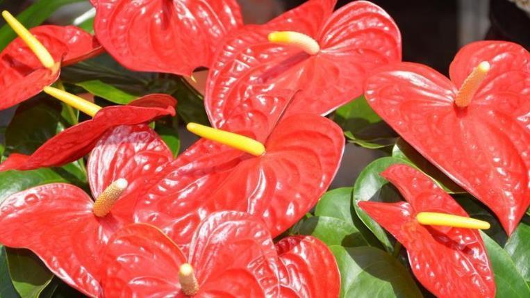 4款艳美的花卉,堪称花卉“劳模”,一年四季开花不停!