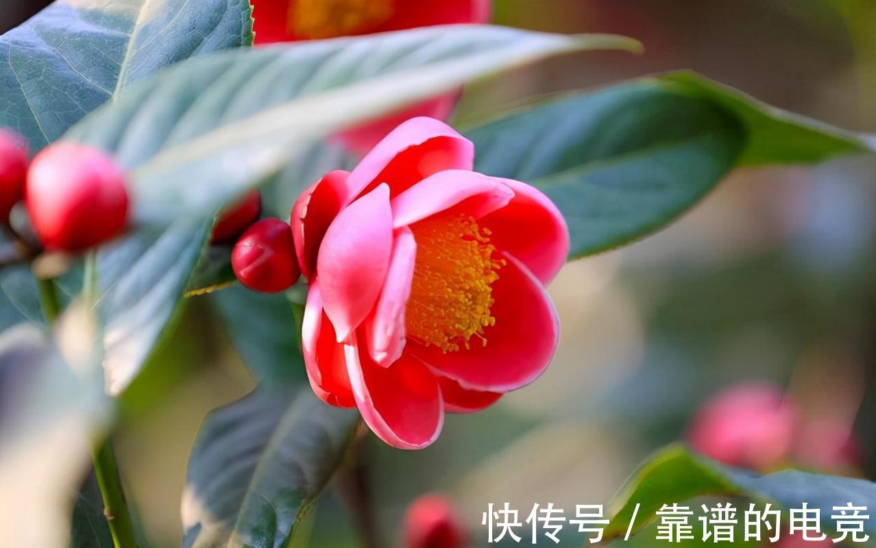 这“三茶花”不怕冷，零下30℃也能开花，单朵可持续绽放一整季