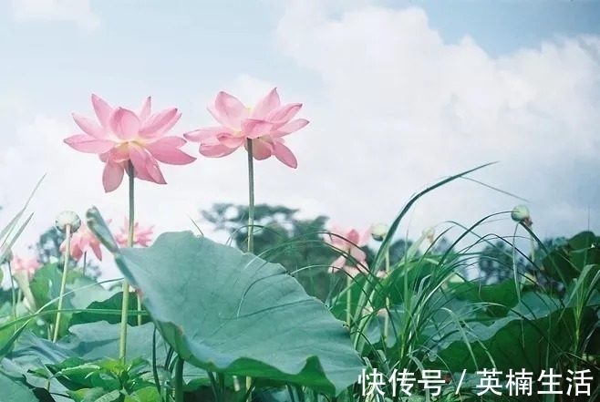 西洲|诗词鉴赏丨中国最美的十大名诗,一生至少要读一次