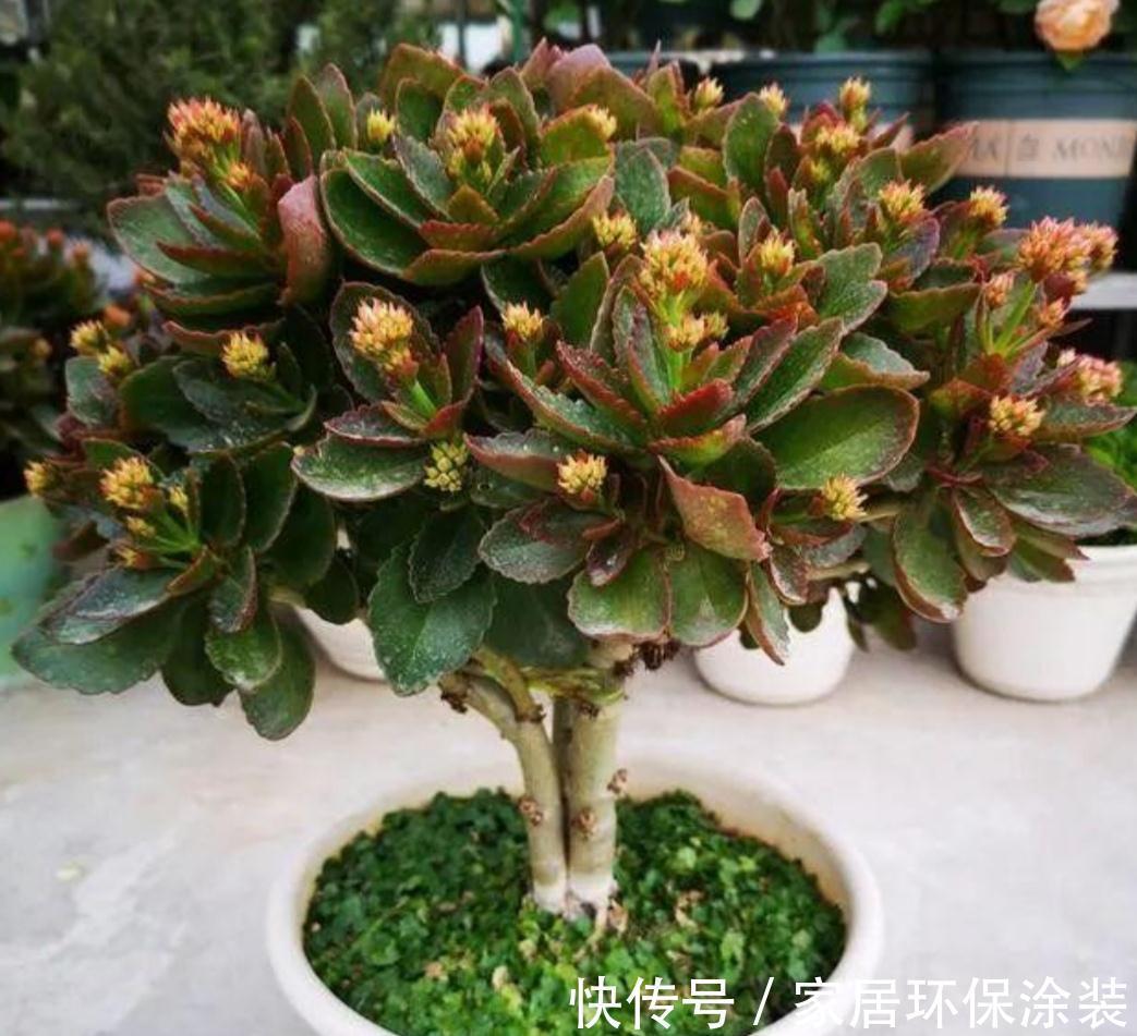 玛格丽特|6种“漂亮花”，秋天修剪“别偷懒”，剃个小平头，一个月开爆花