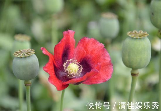 1种花千万不能碰,只要养1棵,就可能招来“牢狱之灾”