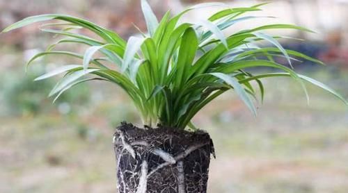  营养|吊兰，是喜阴还是喜光，很多人都弄反了，难怪养不好