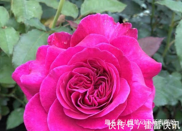 罗曼尼·詹森|“珍稀玫瑰”女人香气,丰腴婀娜,娇嫩柔和,可以说养花必备