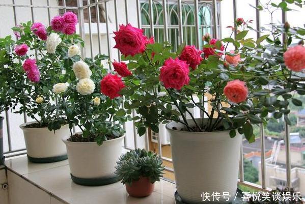 养花缺少磷钾肥学会自制技巧，往花盆里放一点养啥植物都旺