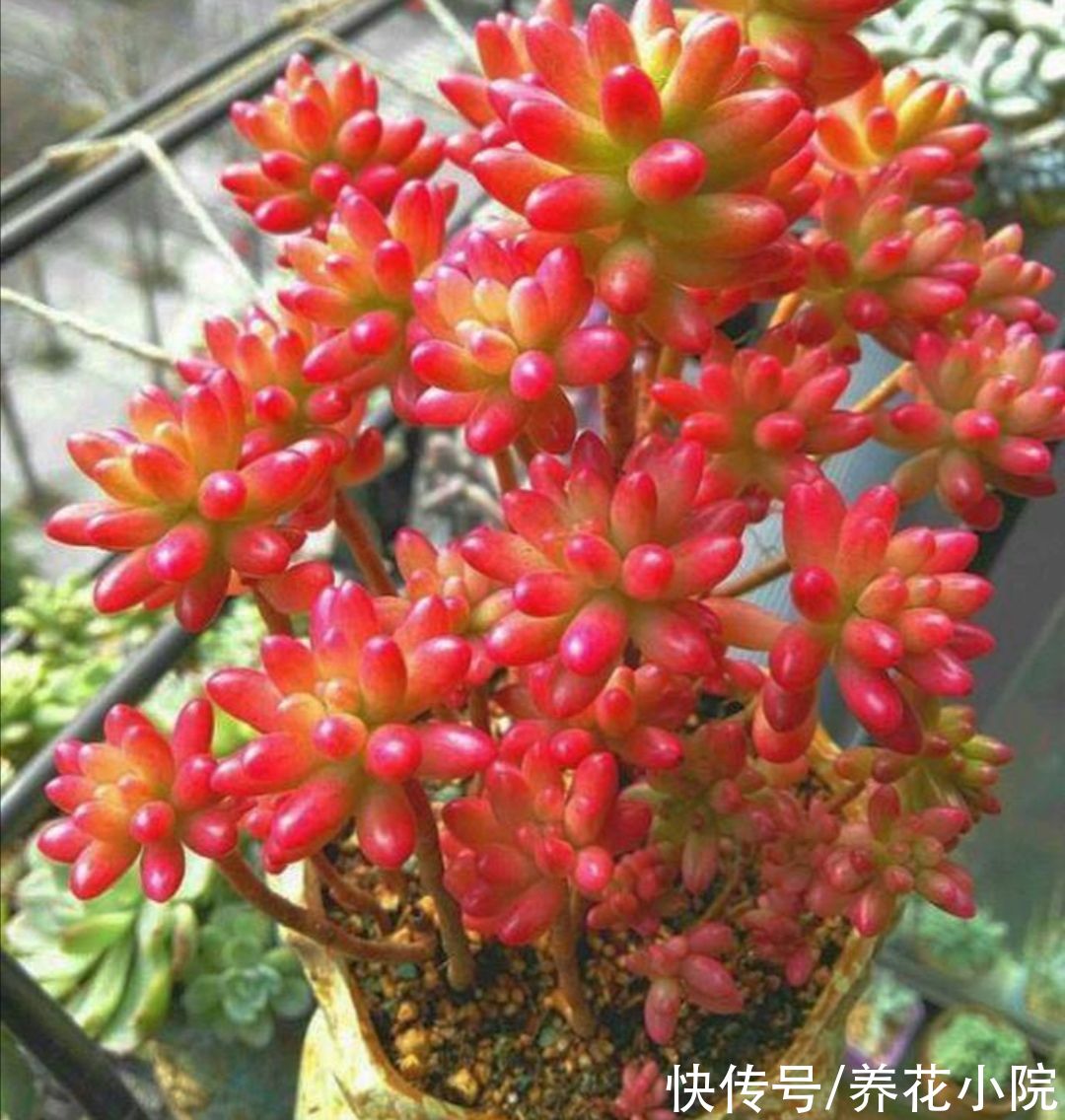 能耐寒的6种多肉，放外面“冻一冻”，色泽更鲜艳