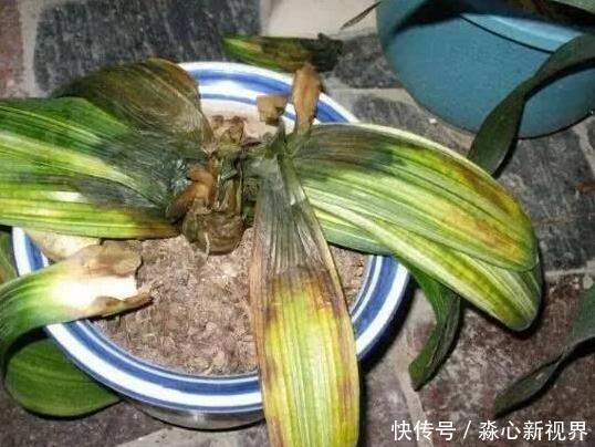 养花挑盆很关键摸清6种材质的优劣，轻松选好花草的''新家''