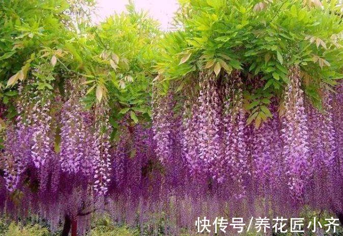 弱枝|五种“漂亮花”，春天升温赶紧剪，冒芽新枝壮，开花多又大