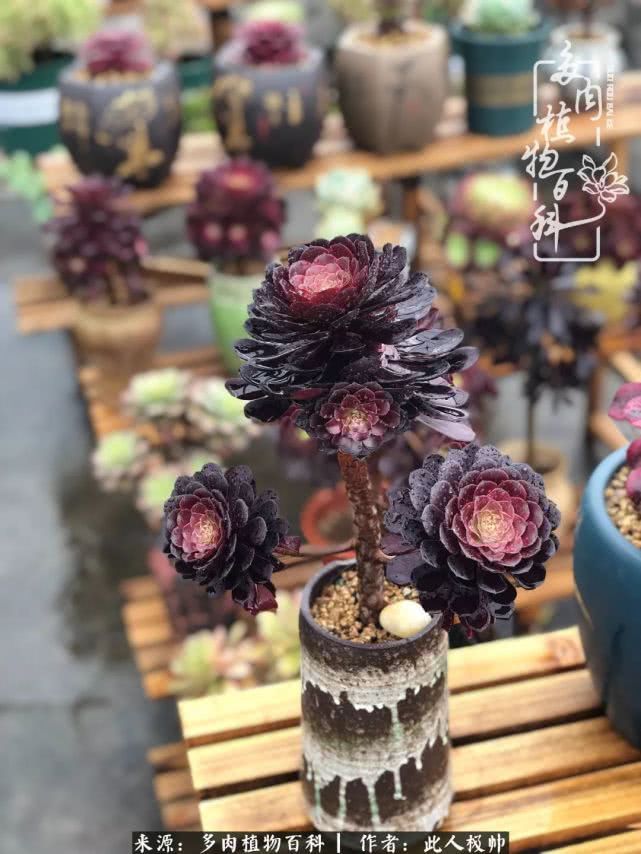 骄阳艳玫瑰，梦幻魔法师！独爱你的百媚千红！