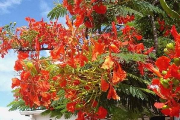 此种“有诗意”的花,既美丽,又好养,懂花的人快回家养一盆