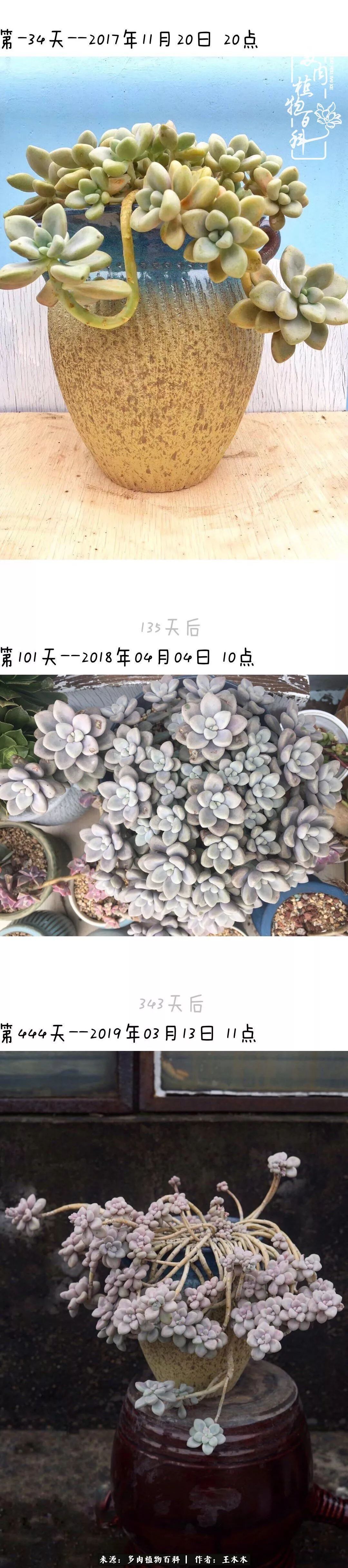 爱上多肉的第三个年头回看励志对比图,感悟岁月静好!