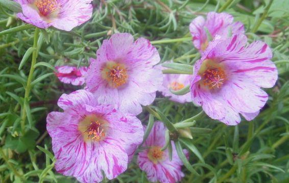 最受欢迎的4种花，养在客厅超美的养护简单，花朵漂亮