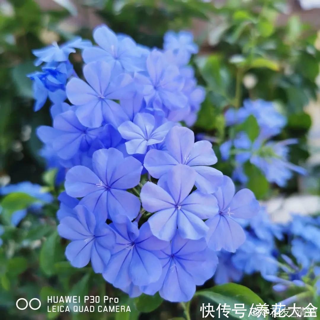 耐旱|10种“养不死”的花，绿萝只能排最后一名，养死3种以上的举手