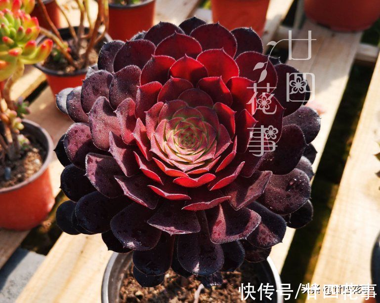 根系|9月3招“召唤术”，唤醒多肉法师，醒了“补一补”，上色爆芽多