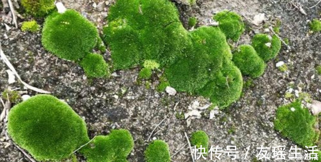 盆景|2种简单的方法，让盆景里长出绿油油的苔藓，漂亮又美观