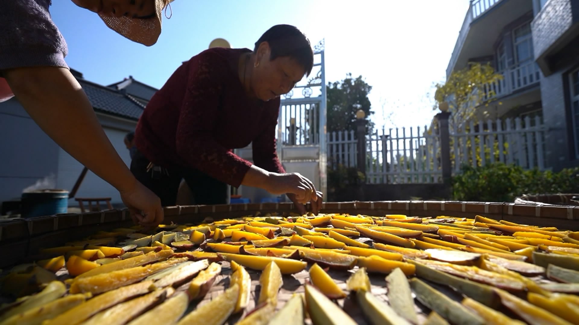 开晒|“地瓜干”开晒 深秋时节长兴红薯丰收啦