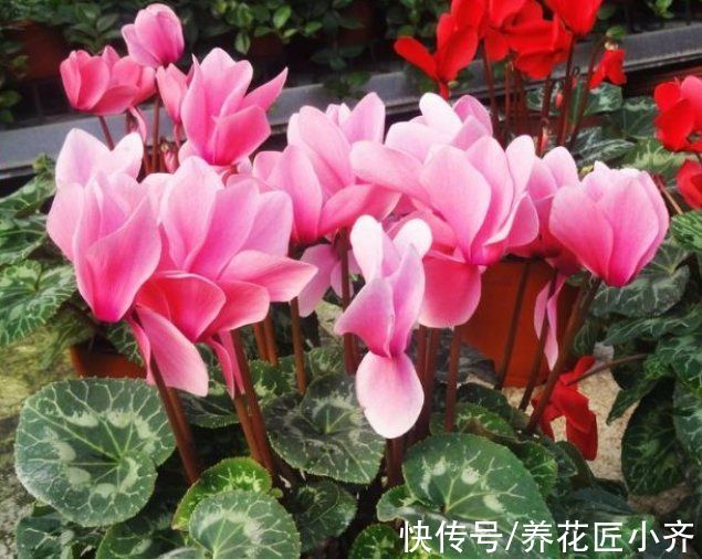 6种“富贵花”,平时没人卖,过年抢着买,摆家里,喜庆吉祥