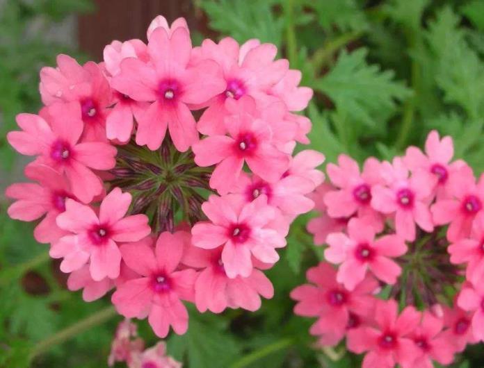 花卉植物中的“美女”，容易爆盆还好看，随便一养就是一片花海